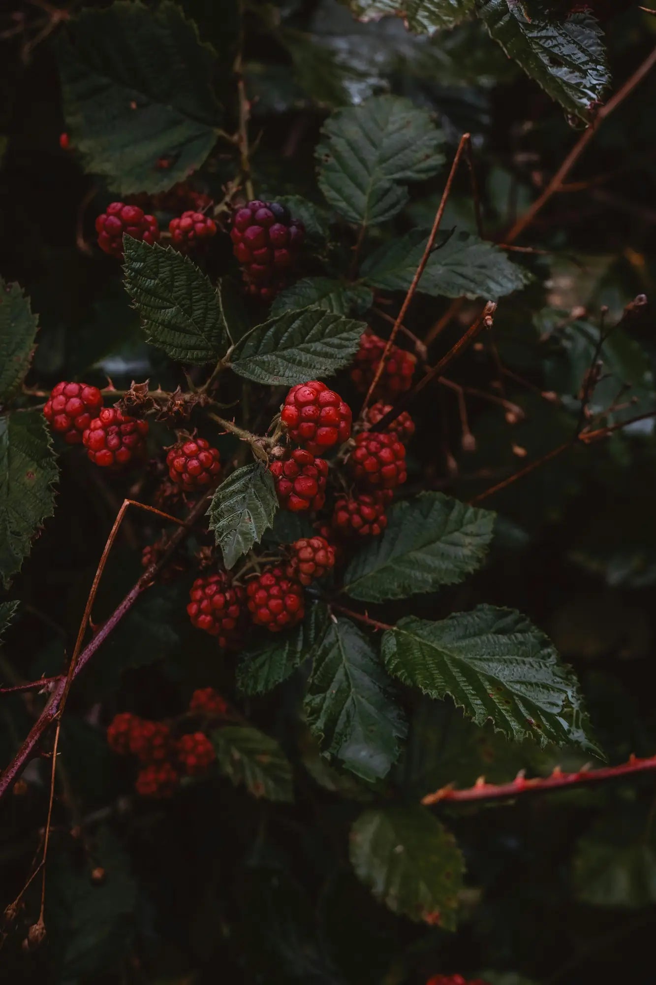 FRUIT & BERRY